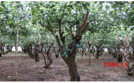 Thẩm định, kiểm tra cây đầu dòng giống táo bom TN01 Ninh Thuận
