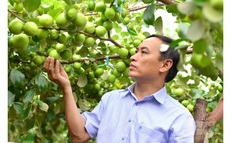 Mục sở thị giống táo bom TN01 'làm mưa, làm gió' ở Ninh Thuận