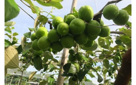 Công nhận cây đầu dòng giống táo bom TN01 tại Ninh Thuận