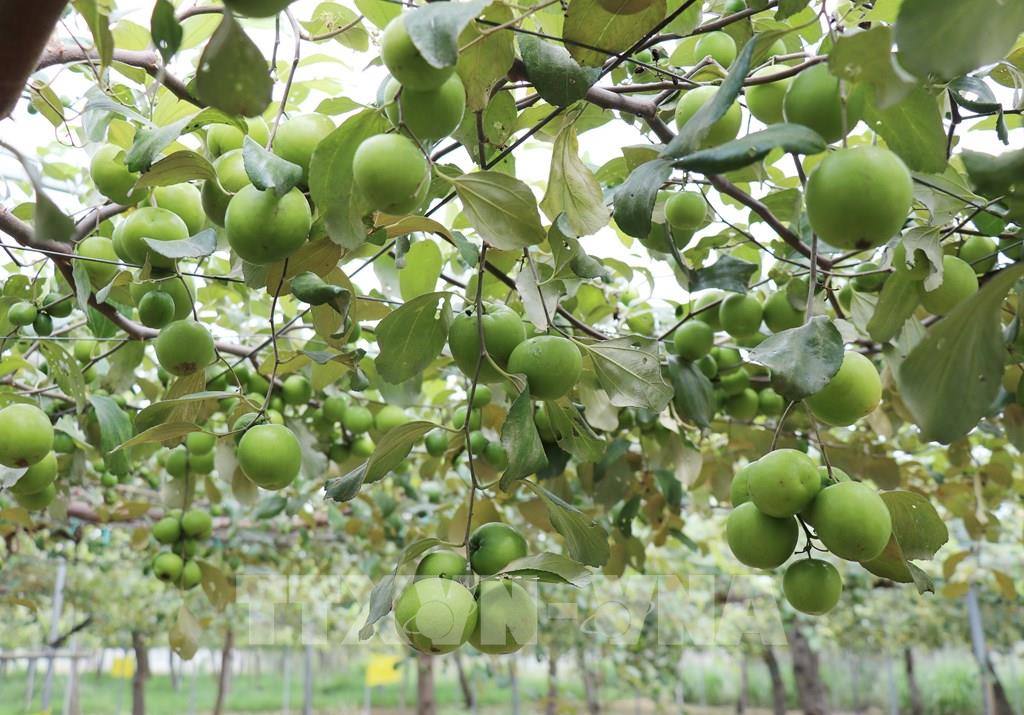 Khoa học mở đường nâng cao giá trị nông sản ở Khánh Hòa
