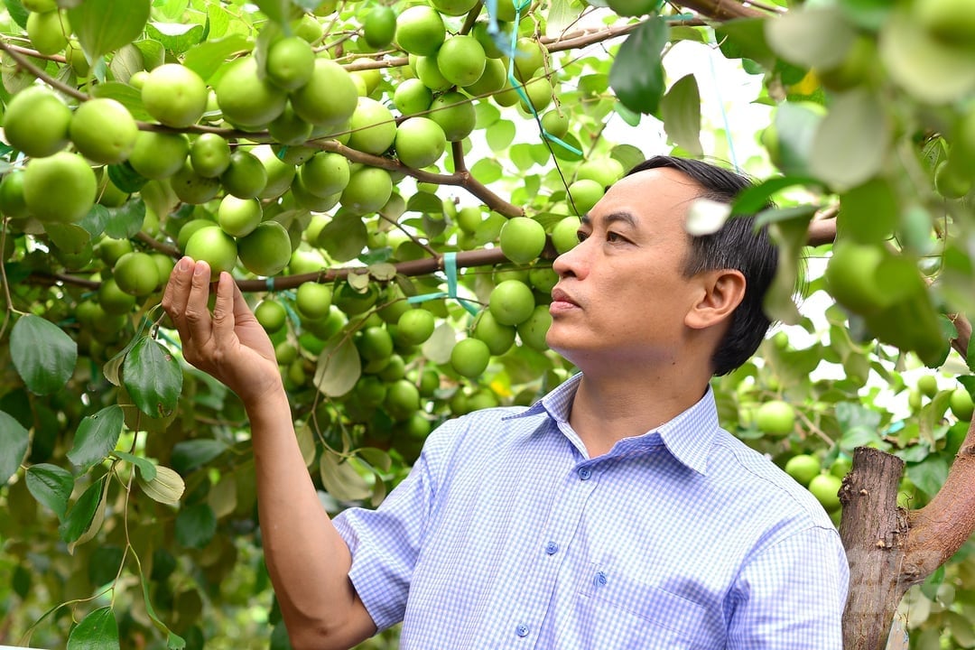 Những giống táo năng suất 50 - 60 tấn/ha, độ ngọt trên 11%