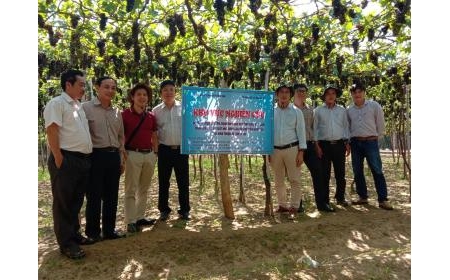 Tập huấn quy trình kỹ thuật trồng nho chế biến rượu gắn với liên kết chuỗi