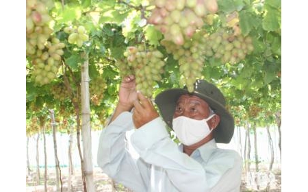 Triển vọng từ Đề án vùng sản xuất nho công nghệ cao tại xã Vĩnh Hải