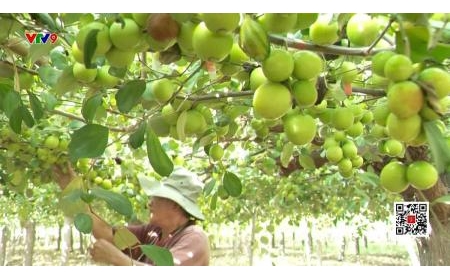 Công nghệ giảm áp lực mùa vụ trái cây