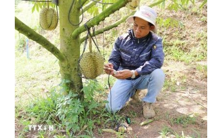 Đẩy mạnh ứng dụng công nghệ vào sản xuất nông nghiệp thông minh