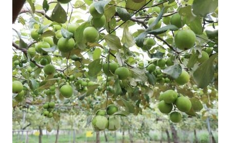 Khoa học mở đường nâng cao giá trị nông sản ở Khánh Hòa
